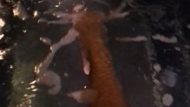 Lábas játstadozás egy wellness - fürdőben-  Rávernéd a kőkemény farkad ? – Barbiebaby – borítókép